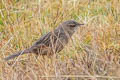 Streak-backed Canastero Asthenes wyatti graminicola