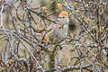 Streak-backed Tit-Spinetail Leptasthenura striata superciliaris 