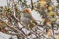 Streak-backed Tit-Spinetail Leptasthenura striata superciliaris 