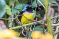 Streak-crowned Mountain Tanager Dubusia stictocephala