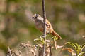 Streak-fronted Thornbird Phacellodomus striaticeps griseipectus