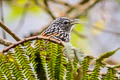 Streak-headed Antbird Drymophila striaticeps