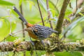 Streak-headed Antbird Drymophila striaticeps