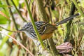 Streak-headed Antbird Drymophila striaticeps