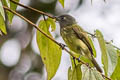 Streak-necked Flycatcher Mionectes striaticollis palamblae 