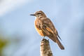 Streak-throated Bush Tyrant Myiotheretes striaticollis striaticollis