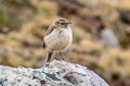 Streak-throated Canastero Asthenes humilis humilis