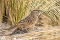 Streak-throated Canastero Asthenes humilis humilis