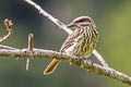 Streaked Flycatcher Myiodynastes maculatus ssp.