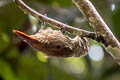 Streaked Xenops Xenops rutilans peruvianus