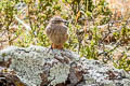 Striated Earthcreeper Geocerthia serrana serrana