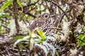 Stripe-headed Antpitta Grallaria andicolus andicolus