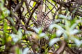 Stripe-headed Antpitta Grallaria andicolus andicolus