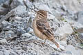 Thick-billed Miner Geositta crassirostris crassirostris