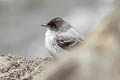 Torrent Tyrannulet Serpophaga cinerea cinerea