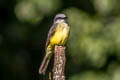 Tropical Kingbird Tyrannus melancholicus melancholicus