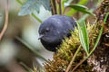 Tschudi's Tapaculo Scytalopus acutirostris (Sharp-billed Tapaculo)