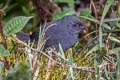 Tschudi's Tapaculo Scytalopus acutirostris (Sharp-billed Tapaculo)