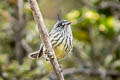 Tufted Tit-Tyrant Anairetes parulus aequatorialis