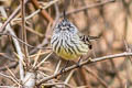 Tufted Tit-Tyrant Anairetes parulus aequatorialis