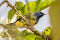 Turquoise Tanager Tangara mexicana boliviana