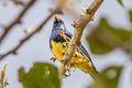 Turquoise Tanager Tangara mexicana boliviana