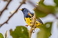 Turquoise Tanager Tangara mexicana boliviana