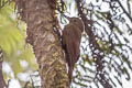 Tyrannine Woodcreeper Dendrocincla tyrannina tyrannina