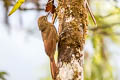 Tyrannine Woodcreeper Dendrocincla tyrannina tyrannina