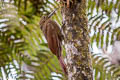 Tyrannine Woodcreeper Dendrocincla tyrannina tyrannina