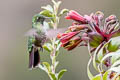 Tyrian Metaltail Metallura tyrianthina smaragdinicollis