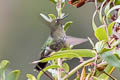 Tyrian Metaltail Metallura tyrianthina smaragdinicollis