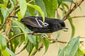 Variable Antshrike Thamnophilus caerulescens melanchrous