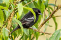 Variable Antshrike Thamnophilus caerulescens melanchrous