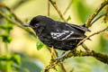 Variable Antshrike Thamnophilus caerulescens melanchrous