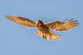 Variable Hawk Geranoaetus polyosoma polyosoma