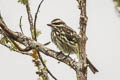 Variegated Flycatcher Empidonomus varius varius