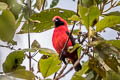 Vermilion Tanager Calochaetes coccineus