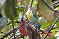 Versicoloured Barbet Eubucco versicolor steerii