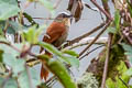 Vilcabamba Spinetail Cranioleuca weskei