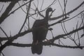 Wattled Guan Aburria aburri