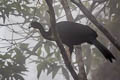 Wattled Guan Aburria aburri