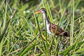 Wattled Jacana Jacana jacana jacana