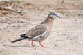 West Peruvian Dove Zenaida meloda