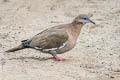 West Peruvian Dove Zenaida meloda