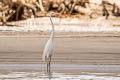 Western Great Egret Ardea alba egretta