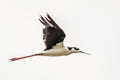 White-backed Stilt Himantopus melanurus