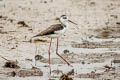 White-backed Stilt Himantopus melanurus