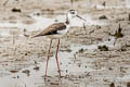 White-backed Stilt Himantopus melanurus