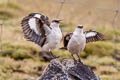 White-bellied Cinclodes Cinclodes palliatus